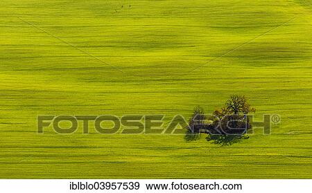 "Aerial view, tree in a field, Marihn, Mecklenburg-Western Pomerania, Germany, Europe" View Large Photo Image Stock Photo - "Aerial view, tree in a field, Marihn, Mecklenburg-Western Pomerania, Germany, Europe". Fotosearch