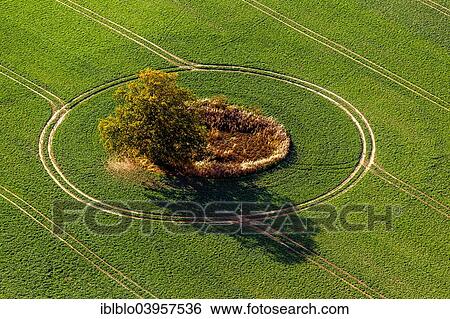 "Aerial view, tree in a field, Marihn, Mecklenburg-Western Pomerania, Germany, Europe" View Large Photo Image Stock Photograph - "Aerial view, tree in a field, Marihn, Mecklenburg-Western Pomerania, Germany, Europe". Fotosearch