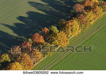 "Aerial view, tree-lined street in autumn, Mecklenburg-Western Pomerania, Germany, Europe" View Large Photo Image Stock Image - "Aerial view, tree-lined street in autumn, Mecklenburg-Western Pomerania, Germany, Europe". Fotosearch