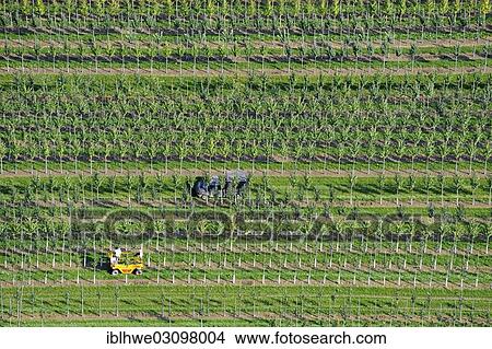 "Aerial view, tree nursery, Beckedorf, Lower Saxony, Germany, Europe" View Large Photo Image Picture - "Aerial view, tree nursery, Beckedorf, Lower Saxony, Germany, Europe". Fotosearch