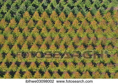 "Aerial view, tree nursery, Beckedorf, Lower Saxony, Germany, Europe" View Large Photo Image Stock Image - "Aerial view, tree nursery, Beckedorf, Lower Saxony, Germany, Europe". Fotosearch