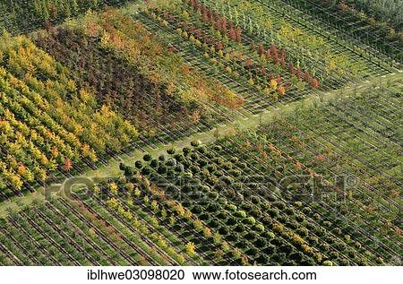 "Aerial view, tree nursery, Beckedorf, Lower Saxony, Germany, Europe" View Large Photo Image Stock Image - "Aerial view, tree nursery, Beckedorf, Lower Saxony, Germany, Europe". Fotosearch