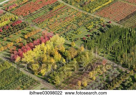 "Aerial view, tree nursery, Beckedorf, Lower Saxony, Germany, Europe" View Large Photo Image Stock Image - "Aerial view, tree nursery, Beckedorf, Lower Saxony, Germany, Europe". Fotosearch