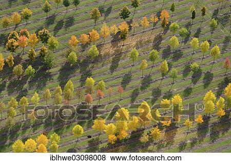 "Aerial view, tree nursery, Beckedorf, Lower Saxony, Germany, Europe" View Large Photo Image Stock Photo - "Aerial view, tree nursery, Beckedorf, Lower Saxony, Germany, Europe". Fotosearch