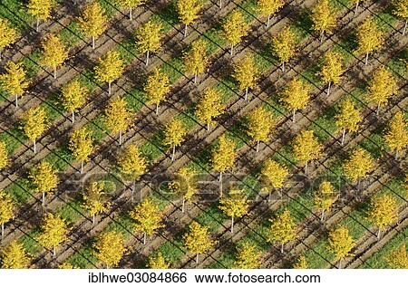 "Aerial view, tree nursery, Beckedorf, Lower Saxony, Germany, Europe" View Large Photo Image Stock Photograph - "Aerial view, tree nursery, Beckedorf, Lower Saxony, Germany, Europe". Fotosearch