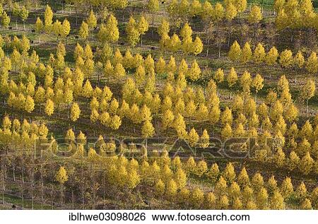 "Aerial view, tree nursery, Beckedorf, Lower Saxony, Germany, Europe" View Large Photo Image Stock Photograph - "Aerial view, tree nursery, Beckedorf, Lower Saxony, Germany, Europe". Fotosearch