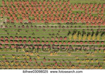 "Aerial view, tree nursery, Beckedorf, Lower Saxony, Germany, Europe" View Large Photo Image Stock Photography - "Aerial view, tree nursery, Beckedorf, Lower Saxony, Germany, Europe". Fotosearch