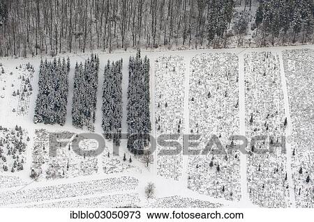 "Aerial view, tree nursery, Uentrop, Arnsberg,, North Rhine-Westphalia, Germany, Europe" View Large Photo Image Stock Image - "Aerial view, tree nursery, Uentrop, Arnsberg,, North Rhine-Westphalia, Germany, Europe". Fotosearch