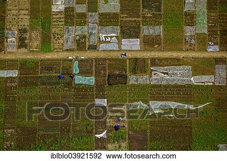 "Aerial view, vegetable gardens, Harper, Bochum, Ruhr district, North Rhine-Westphalia, Germany, Europe" View Large Photo Image Stock Image - "Aerial view, vegetable gardens, Harper, Bochum, Ruhr district, North Rhine-Westphalia, Germany, Europe". Fotosearch