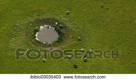 "Aerial view, water hole with cows near the village of Kloster, Hiddensee Island, Vitte, Insel Hiddensee, Mecklenburg-Western Pomerania, Germany, Europe" View Large Photo Image Stock Image - "Aerial view, water hole with cows near the village of Kloster, Hiddensee Island, Vitte, Insel Hiddensee, Mecklenburg-Western Pomerania, Germany, Europe". Fotosearch