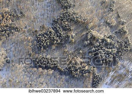 "Aerial view, winter forest, Revier Aumuhle, Sachsenwald, Schleswig-Holstein, Germany, Europe" View Large Photo Image Picture - "Aerial view, winter forest, Revier Aumuhle, Sachsenwald, Schleswig-Holstein, Germany, Europe". Fotosearch