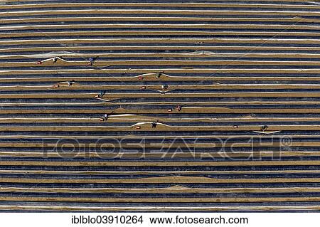 Picture - "Aerial view, workers harvesting asparagus in a field, North Rhine-Westphalia, Germany, Europe". Fotosearch