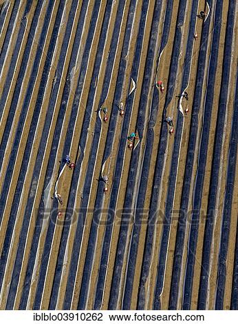 "Aerial view, workers harvesting asparagus in a field, North Rhine-Westphalia, Germany, Europe" View Large Photo Image Stock Image - "Aerial view, workers harvesting asparagus in a field, North Rhine-Westphalia, Germany, Europe". Fotosearch
