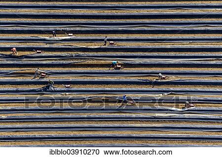 Stock Image - "Aerial view, workers harvesting asparagus in a field, North Rhine-Westphalia, Germany, Europe". Fotosearch