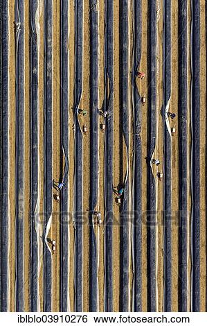 "Aerial view, workers harvesting asparagus in a field, North Rhine-Westphalia, Germany, Europe" View Large Photo Image Stock Photograph - "Aerial view, workers harvesting asparagus in a field, North Rhine-Westphalia, Germany, Europe". Fotosearch