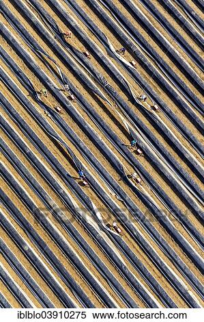 "Aerial view, workers harvesting asparagus in a field, North Rhine-Westphalia, Germany, Europe" View Large Photo Image Stock Photography - "Aerial view, workers harvesting asparagus in a field, North Rhine-Westphalia, Germany, Europe". Fotosearch