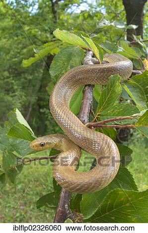 "Aesculapian Snake (Zamenis longissimus), adult, on branch in tree, Italy, Europe" View Large Photo Image Stock Image - "Aesculapian Snake (Zamenis longissimus), adult, on branch in tree, Italy, Europe". Fotosearch