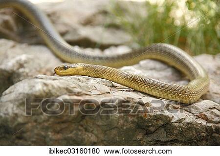 "Aesculapian Snake (Zamenis longissimus), Alpenzoo Innsbruck, Innsbruck, Tyrol, Austria, Europe" View Large Photo Image Stock Image - "Aesculapian Snake (Zamenis longissimus), Alpenzoo Innsbruck, Innsbruck, Tyrol, Austria, Europe". Fotosearch