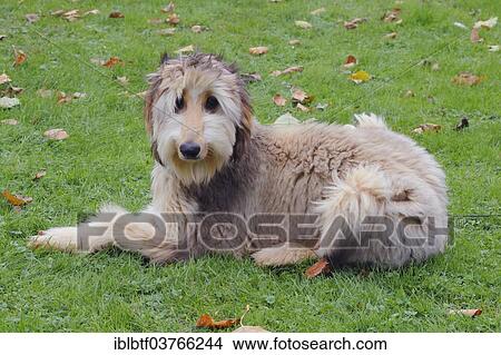 "Afghan hound dog sitting in a meadow, Germany, Europe" View Large Photo Image Picture - "Afghan hound dog sitting in a meadow, Germany, Europe". Fotosearch