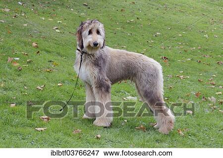 "Afghan hound dog standing in a meadow, Germany, Europe" View Large Photo Image Stock Photo - "Afghan hound dog standing in a meadow, Germany, Europe". Fotosearch