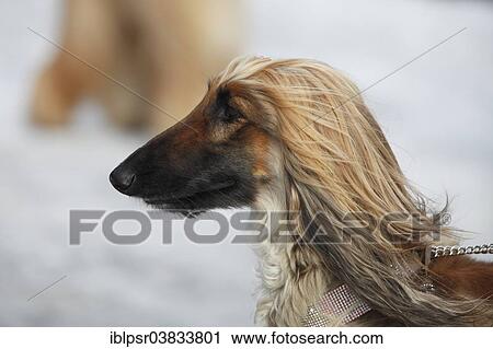 Stock Image - "Afghan Hound, portrait". Fotosearch