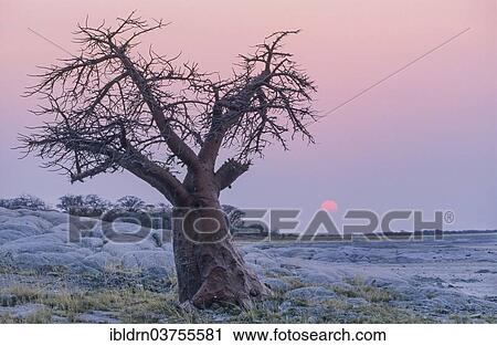 "African Baobab (Adansonia digitata) on a rocky island, Kubu Island, Botswana, Africa" View Large Photo Image Stock Image - "African Baobab (Adansonia digitata) on a rocky island, Kubu Island, Botswana, Africa". Fotosearch