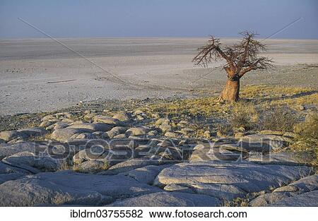 "African Baobab (Adansonia digitata) on a rocky island, Kubu Island, Botswana, Africa" View Large Photo Image Stock Image - "African Baobab (Adansonia digitata) on a rocky island, Kubu Island, Botswana, Africa". Fotosearch