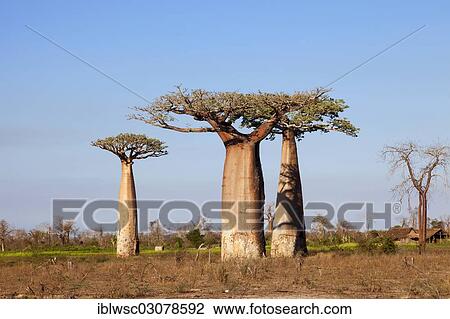 "African Baobab trees (Adansonia digitata), Baobab Forest, West coast, Morondava, Madagascar, Africa" View Large Photo Image Stock Image - "African Baobab trees (Adansonia digitata), Baobab Forest, West coast, Morondava, Madagascar, Africa". Fotosearch