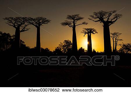 "African baobab trees (Adansonia digitata), Baobab forest, West coast, near Morondava, Menabe Region, Toliara Province, Madagascar, Africa" View Large Photo Image Stock Image - "African baobab trees (Adansonia digitata), Baobab forest, West coast, near Morondava, Menabe Region, Toliara Province, Madagascar, Africa". Fotosearch
