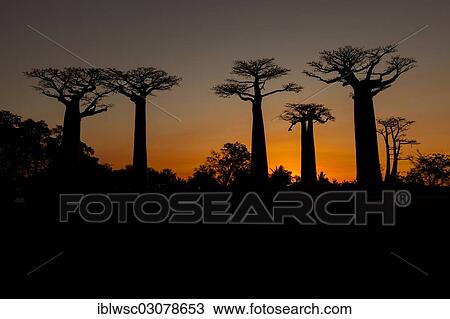 "African baobab trees (Adansonia digitata), Baobab forest, West coast, near Morondava, Menabe Region, Toliara Province, Madagascar, Africa" View Large Photo Image Stock Image - "African baobab trees (Adansonia digitata), Baobab forest, West coast, near Morondava, Menabe Region, Toliara Province, Madagascar, Africa". Fotosearch