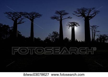 "African baobab trees (Adansonia digitata), Baobab forest, West coast, near Morondava, Menabe Region, Toliara Province, Madagascar, Africa" View Large Photo Image Stock Photo - "African baobab trees (Adansonia digitata), Baobab forest, West coast, near Morondava, Menabe Region, Toliara Province, Madagascar, Africa". Fotosearch