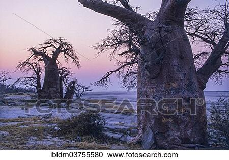 "African Baobabs (Adansonia digitata) on a rocky island, Kubu Island, Botswana, Africa" View Large Photo Image Stock Image - "African Baobabs (Adansonia digitata) on a rocky island, Kubu Island, Botswana, Africa". Fotosearch