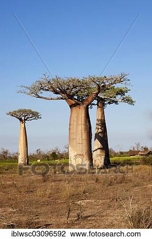 "African Baobabs (Adansonia digitata), Baobab Forest, near Morondava, Menabe Region, Toliara Province, Madagascar, Africa" View Large Photo Image Stock Image - "African Baobabs (Adansonia digitata), Baobab Forest, near Morondava, Menabe Region, Toliara Province, Madagascar, Africa". Fotosearch