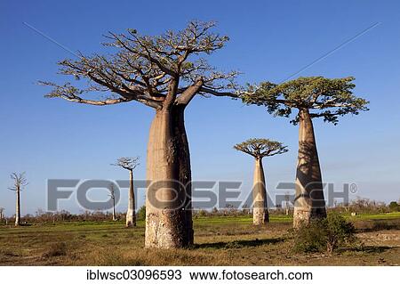"African Baobabs (Adansonia digitata), Baobab Forest, near Morondava, Menabe Region, Toliara Province, Madagascar, Africa" View Large Photo Image Stock Image - "African Baobabs (Adansonia digitata), Baobab Forest, near Morondava, Menabe Region, Toliara Province, Madagascar, Africa". Fotosearch