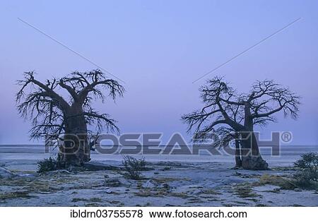 "African Baobabs (Adansonia digitata) on a rocky island, Kubu Island, Botswana, Africa" View Large Photo Image Stock Photo - "African Baobabs (Adansonia digitata) on a rocky island, Kubu Island, Botswana, Africa". Fotosearch