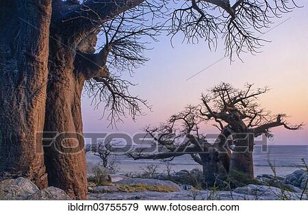 "African Baobabs (Adansonia digitata) on a rocky island, Kubu Island, Botswana, Africa" View Large Photo Image Stock Photo - "African Baobabs (Adansonia digitata) on a rocky island, Kubu Island, Botswana, Africa". Fotosearch