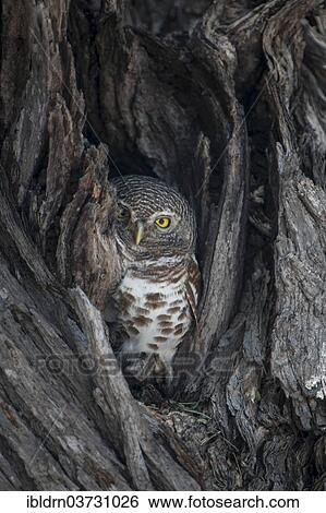 "African Barred Owlet (Glaucidium capense) in its tree hole, North-West District, Botswana, Africa" View Large Photo Image Stock Photograph - "African Barred Owlet (Glaucidium capense) in its tree hole, North-West District, Botswana, Africa". Fotosearch