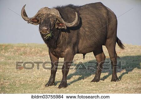"African Buffalo or Cape Buffalo (Syncerus caffer), Chobe Waterfront, Chobe National Park, North-West District, Botswana, Africa" View Large Photo Image Picture - "African Buffalo or Cape Buffalo (Syncerus caffer), Chobe Waterfront, Chobe National Park, North-West District, Botswana, Africa". Fotosearch
