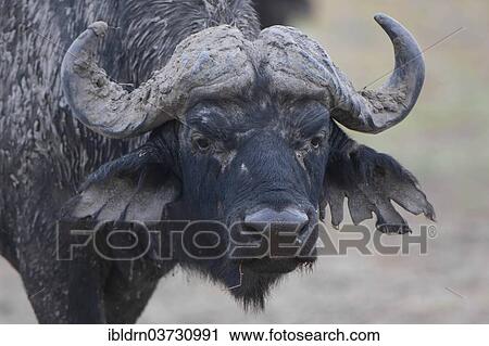 "African Buffalo or Cape Buffalo (Syncerus caffer), Chobe Waterfront, Chobe National Park, North-West District, Botswana, Africa" View Large Photo Image Stock Image - "African Buffalo or Cape Buffalo (Syncerus caffer), Chobe Waterfront, Chobe National Park, North-West District, Botswana, Africa". Fotosearch