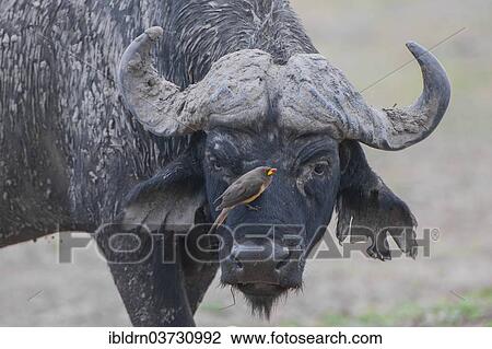 Stock Image - "African Buffalo or Cape Buffalo (Syncerus caffer) with a Red-billed Oxpecker (Buphagus erythrorhynchus), Chobe Waterfront, Chobe National Park, North-West District, Botswana, Africa". Fotosearch