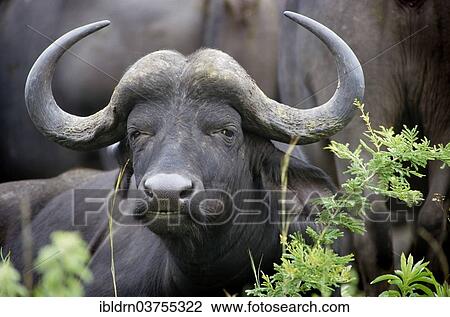 Stock Image - "African Buffalo or Cape Buffalo (Syncerus caffer), Chobe National Park, North-West District, Botswana, Africa". Fotosearch
