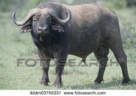 "African Buffalo or Cape Buffalo (Syncerus caffer), Chobe National Park, North-West District, Botswana, Africa" View Large Photo Image Stock Image - "African Buffalo or Cape Buffalo (Syncerus caffer), Chobe National Park, North-West District, Botswana, Africa". Fotosearch