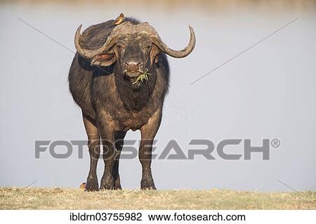 "African Buffalo or Cape Buffalo (Syncerus caffer), Chobe Waterfront, Chobe National Park, North-West District, Botswana, Africa" View Large Photo Image Stock Image - "African Buffalo or Cape Buffalo (Syncerus caffer), Chobe Waterfront, Chobe National Park, North-West District, Botswana, Africa". Fotosearch