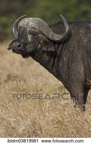 "African Buffalo or Cape Buffalo (Syncerus caffer), Kruger National Park, Mpumalanga, South Africa, Africa" View Large Photo Image Stock Image - "African Buffalo or Cape Buffalo (Syncerus caffer), Kruger National Park, Mpumalanga, South Africa, Africa". Fotosearch