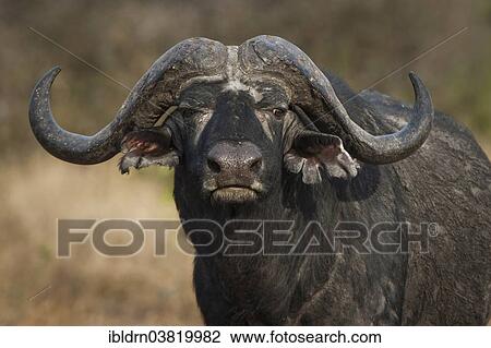 "African Buffalo or Cape Buffalo (Syncerus caffer), Kruger National Park, Mpumalanga, South Africa, Africa" View Large Photo Image Stock Image - "African Buffalo or Cape Buffalo (Syncerus caffer), Kruger National Park, Mpumalanga, South Africa, Africa". Fotosearch