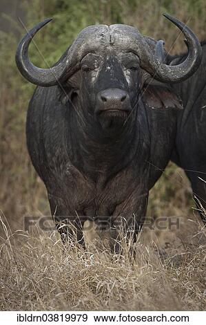 "African Buffalo or Cape Buffalo (Syncerus caffer), Kruger National Park, Mpumalanga, South Africa, Africa" View Large Photo Image Stock Photo - "African Buffalo or Cape Buffalo (Syncerus caffer), Kruger National Park, Mpumalanga, South Africa, Africa". Fotosearch