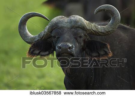 "African Buffalo or Cape Buffalo (Syncerus caffer), Serengeti, Rift Valley province, Kenya, Africa" View Large Photo Image Stock Photo - "African Buffalo or Cape Buffalo (Syncerus caffer), Serengeti, Rift Valley province, Kenya, Africa". Fotosearch