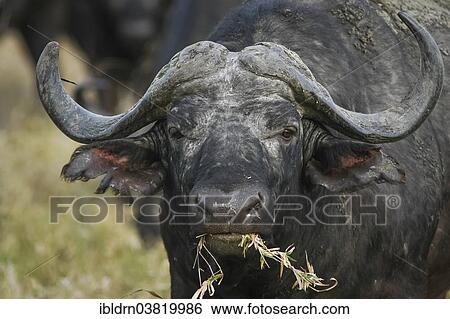 Stock Photograph - "African Buffalo or Cape Buffalo (Syncerus caffer), Kruger National Park, Mpumalanga, South Africa, Africa". Fotosearch