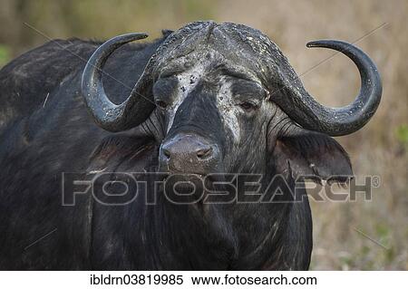 "African Buffalo or Cape Buffalo (Syncerus caffer), Kruger National Park, Mpumalanga, South Africa, Africa" View Large Photo Image Stock Photography - "African Buffalo or Cape Buffalo (Syncerus caffer), Kruger National Park, Mpumalanga, South Africa, Africa". Fotosearch