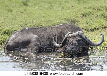 "African Buffalo (Syncerus caffer) at the Chobe river, Botswana, Africa" View Large Photo Image Stock Photo - "African Buffalo (Syncerus caffer) at the Chobe river, Botswana, Africa". Fotosearch